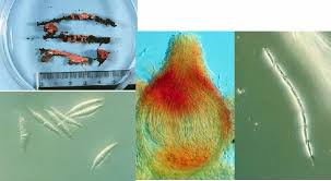 Attēlu rezultāti vaicājumam “Hypomyces armeniacus”