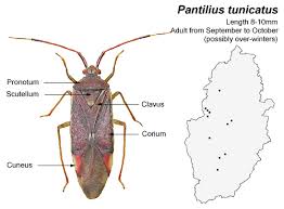 Attēlu rezultāti vaicājumam “Pantilius tunicatus”