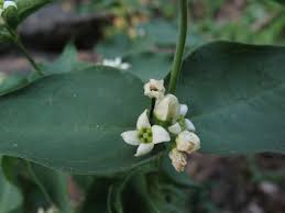 Attēlu rezultāti vaicājumam “Vincetoxicum hirundinaria”