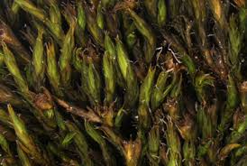 Attēlu rezultāti vaicājumam “Eurhynchiastrum pulchellum macro”