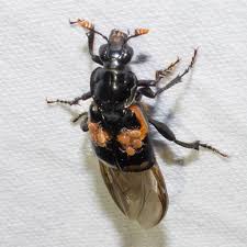 Attēlu rezultāti vaicājumam “Nicrophorus investigator imago”