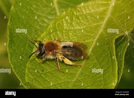Attēlu rezultāti vaicājumam “Andrena haemorrhoa female”
