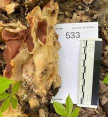 Attēlu rezultāti vaicājumam “Fuligo gyrosa macro”