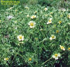 Image result for Potentilla recta