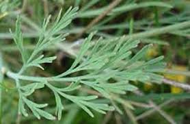 Attēlu rezultāti vaicājumam “Eschscholzia californica leaf”