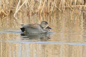 Attēlu rezultāti vaicājumam “Anas strepera female”