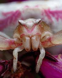 Attēlu rezultāti vaicājumam “Diderma roanense macro”