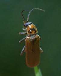 Attēlu rezultāti vaicājumam “Cantharis figurata”