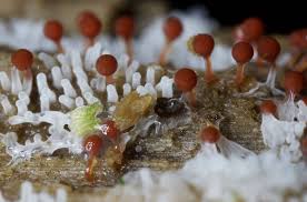 Attēlu rezultāti vaicājumam “Metatrichia floriformis spores”