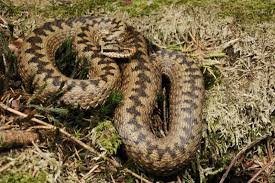 Attēlu rezultāti vaicājumam “Vipera berus adult”