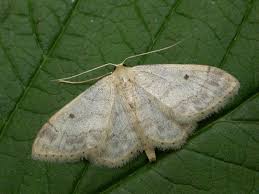 Attēlu rezultāti vaicājumam “Idaea biselata”