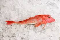 Image result for Chelidonichthys cuculus