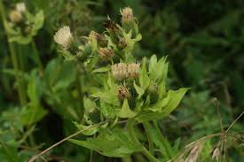 Attēlu rezultāti vaicājumam “Cirsium oleraceum leaf”