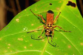 Attēlu rezultāti vaicājumam “Pompilidae”