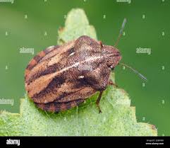 Attēlu rezultāti vaicājumam “Eurygaster testudinaria”