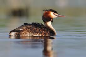 Attēlu rezultāti vaicājumam “Podiceps cristatus”