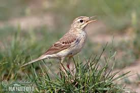 Image result for Anthus campestris