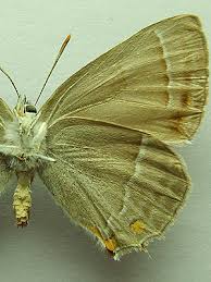 Attēlu rezultāti vaicājumam “Favonius quercus”