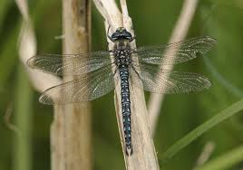 Attēlu rezultāti vaicājumam “Brachytron pratense”