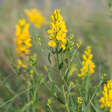 Image result for Genista tinctoria