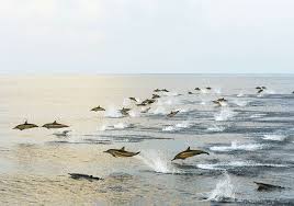 Image result for Durley Dolphin Diver