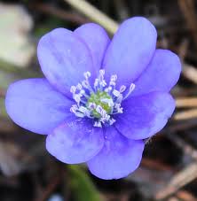 Attēlu rezultāti vaicājumam “Hepatica nobilis flower”