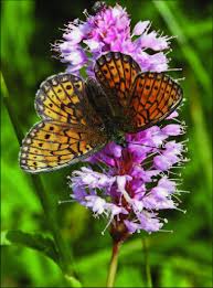 Attēlu rezultāti vaicājumam “Boloria eunomia”
