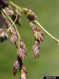 Attēlu rezultāti vaicājumam “Glyceria striata”