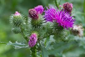 Attēlu rezultāti vaicājumam “Cirsium arvense flower”