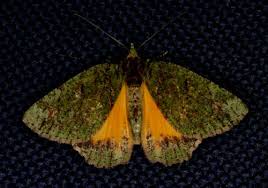 Attēlu rezultāti vaicājumam “Lasiocampidae”