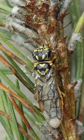 Attēlu rezultāti vaicājumam “Acantholyda posticalis”