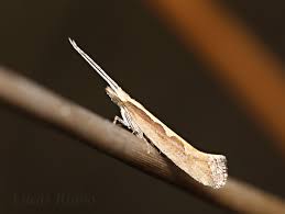 Attēlu rezultāti vaicājumam “Plutella xylostella”