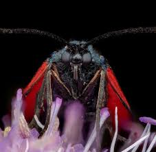 Attēlu rezultāti vaicājumam “Zygaena minos”