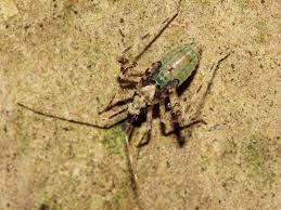 Attēlu rezultāti vaicājumam “Phytocoris tiliae imago”