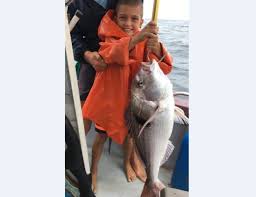 Image result for Polysteganus undulosus