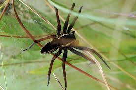 Attēlu rezultāti vaicājumam “Pisauridae”