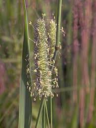 Attēlu rezultāti vaicājumam “Phleum pratense”
