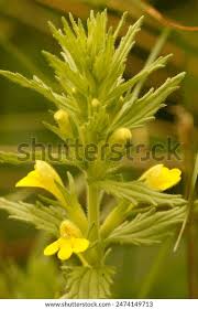 Attēlu rezultāti vaicājumam “Odontites vulgaris fruit”