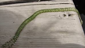 Attēlu rezultāti vaicājumam “Lymnaeidae”