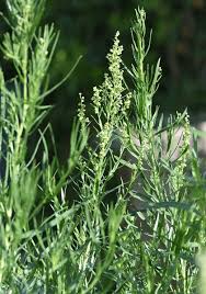 Image result for Artemisia dracunculus