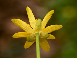 Attēlu rezultāti vaicājumam “Ficaria verna flower”