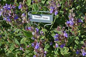 Image result for Salvia officinalis