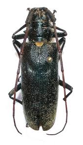 Attēlu rezultāti vaicājumam “Monochamus urussovi”