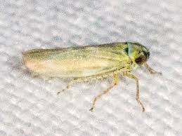 Attēlu rezultāti vaicājumam “Macrosteles sp. imago”