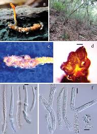 Attēlu rezultāti vaicājumam “Cordyceps stylophora”