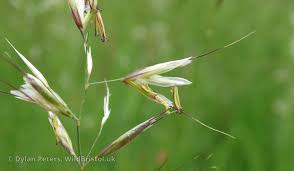 Attēlu rezultāti vaicājumam “Helictotrichon pratense leaf”