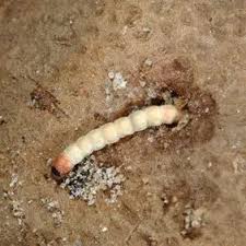 Attēlu rezultāti vaicājumam “Phronia sp. larva”