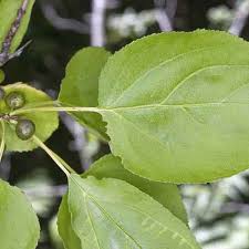 Attēlu rezultāti vaicājumam “Rhamnus cathartica leaf”
