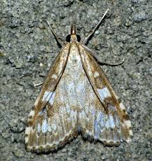 Attēlu rezultāti vaicājumam “Udea olivalis”