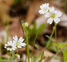 Attēlu rezultāti vaicājumam “Cerastium arvense flower”
